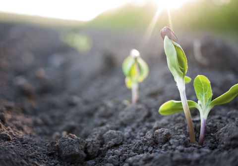 seedlings sprouting from ground