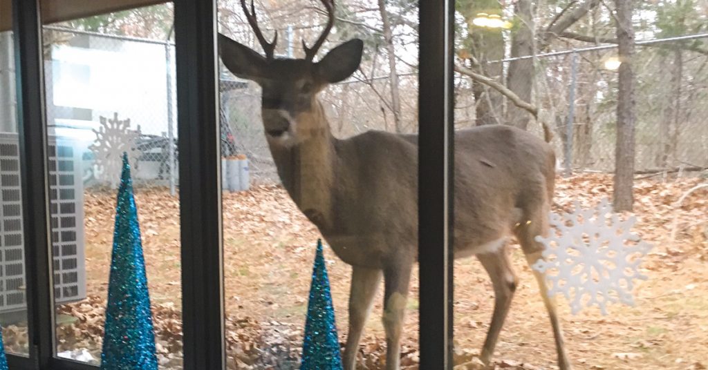 Buck Deer looking through office window
